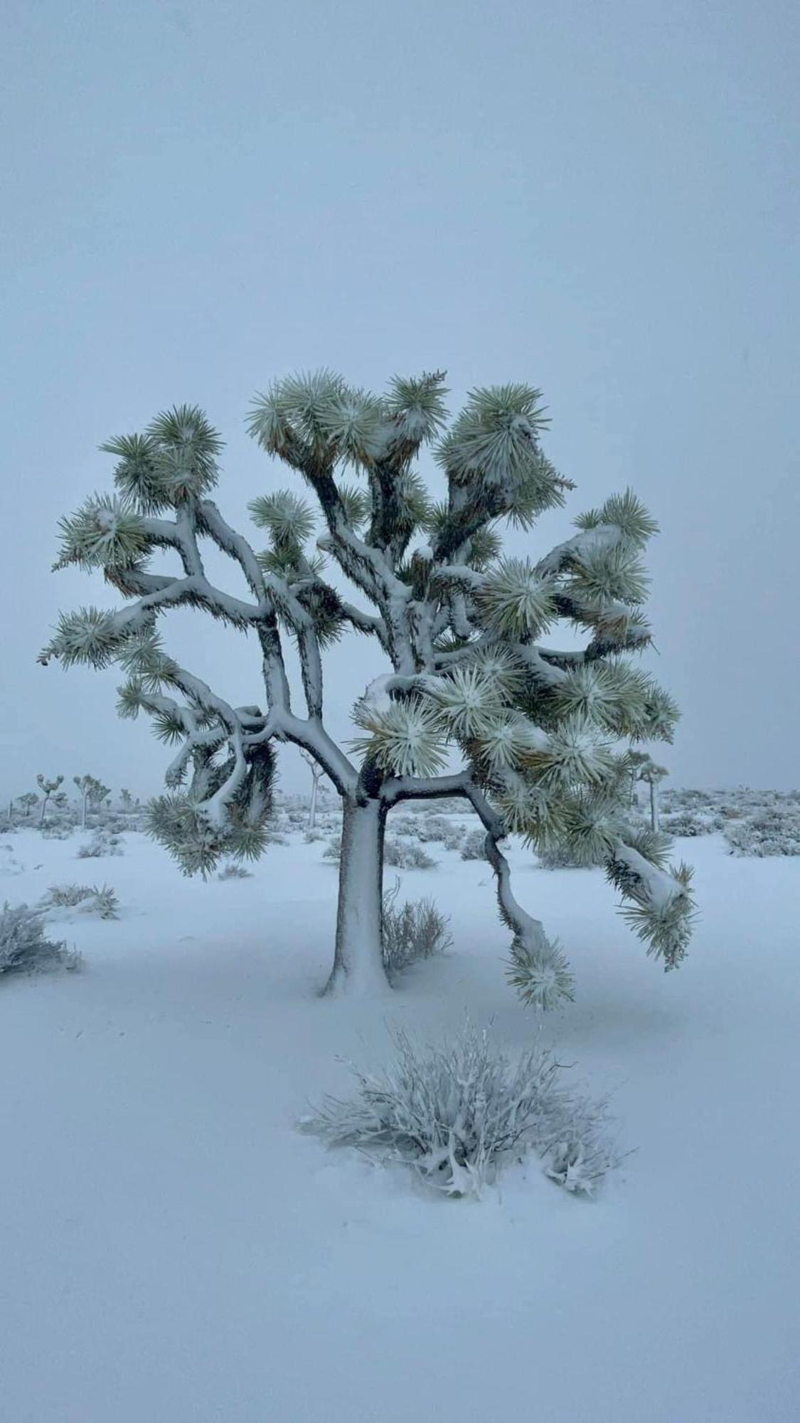The Joshua Tree House Villa Dış mekan fotoğraf